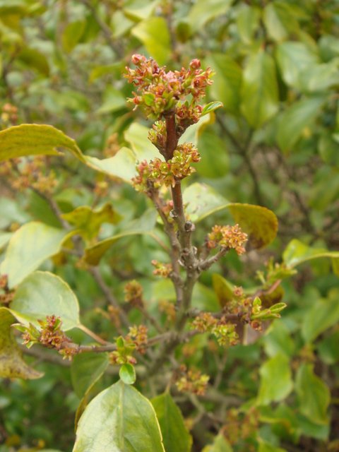 Rhamnus californica fleur P2B